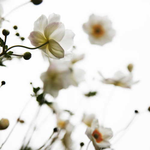 白い花のイメージ画像